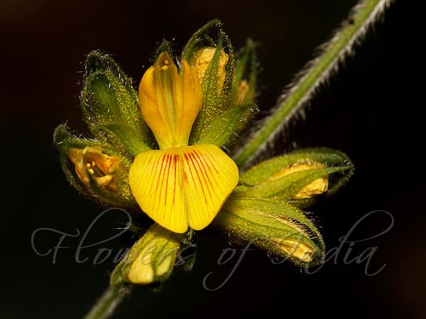 Dense-Flowered Snoutbean