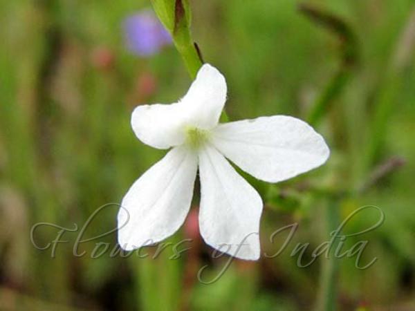 Denseflower Witchweed