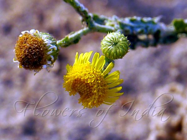 Desert Golden Daisy