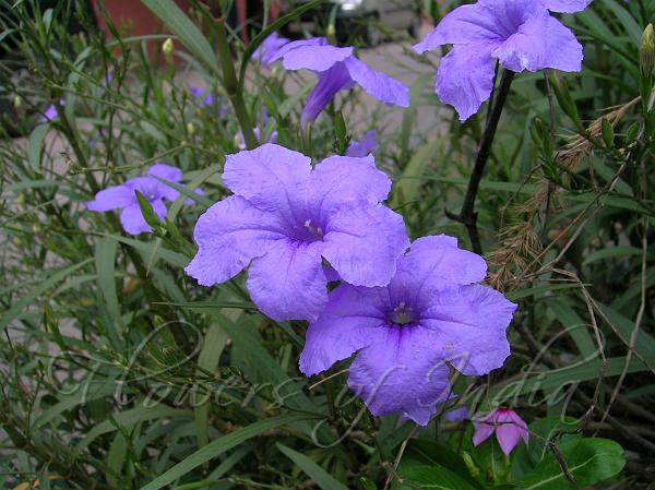 Desert Petunia