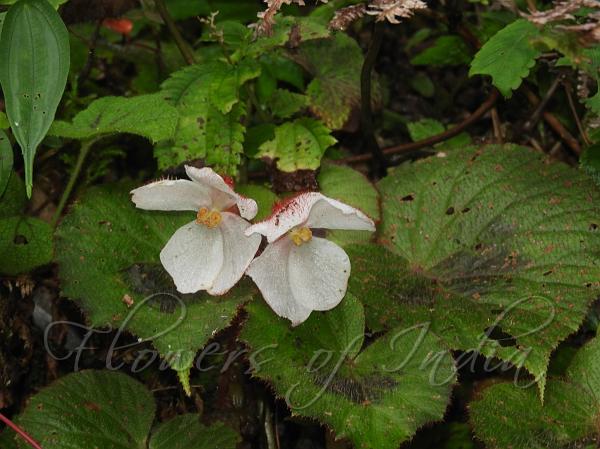 Dibang Begonia