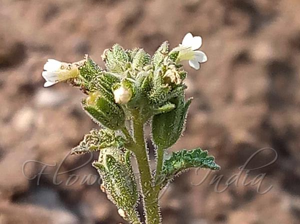 Dissected-Leaf Sutera