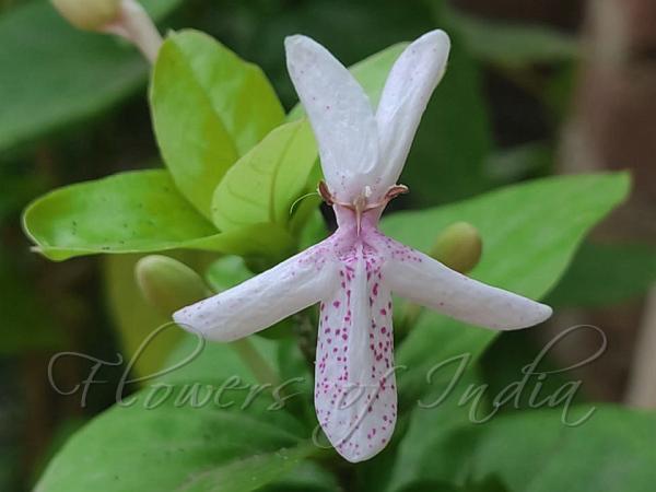 Dotted Eranthemum