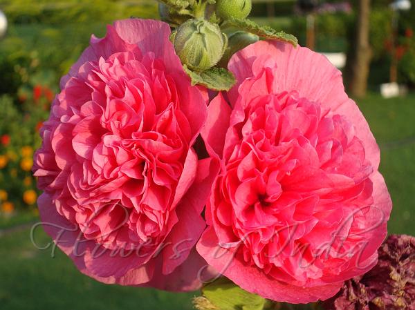 Double Hollyhock