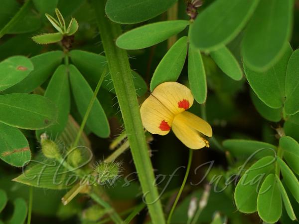 Double Paired Smithia