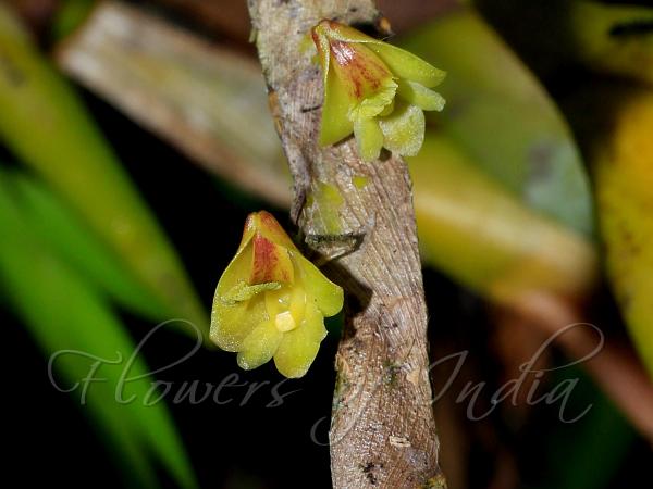 Double-Edged Dendrobium