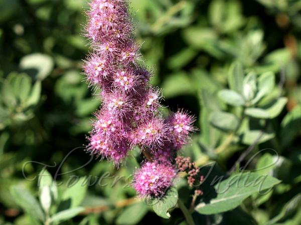 Douglas Spirea