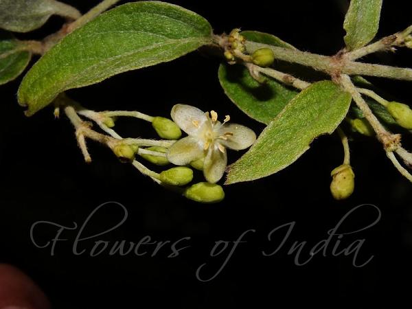 Drooping Shield-Wing Climber