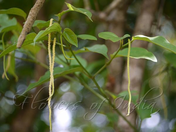 Drooping Spike Pepper
