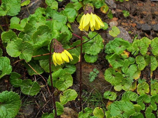Drooping Yellow Cremanthodium