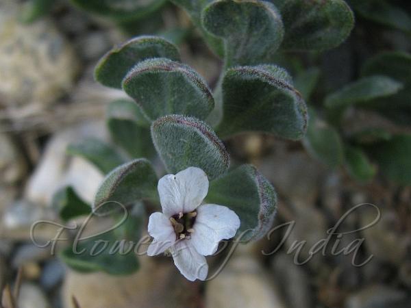 Dwarf Christolea