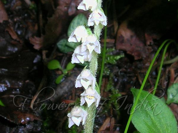 Dwarf Rattlesnake Plantain