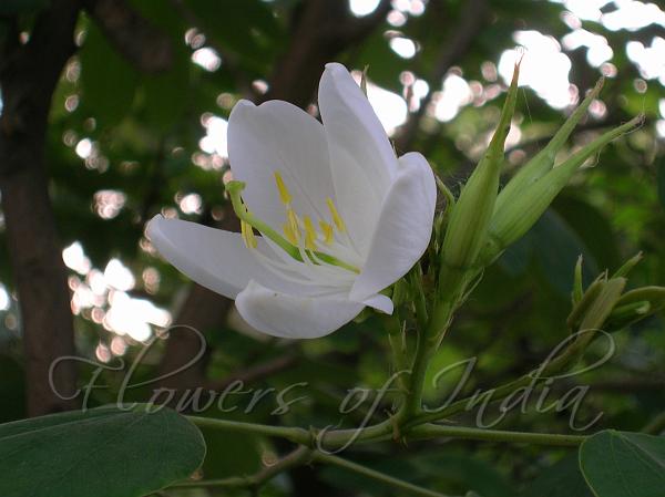 Dwarf White Orchid Tree