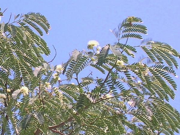 Earpod Tree