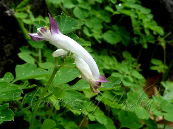 East Himalayan Pink Corydalis