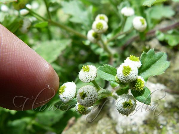 East-Asian Buttonhead