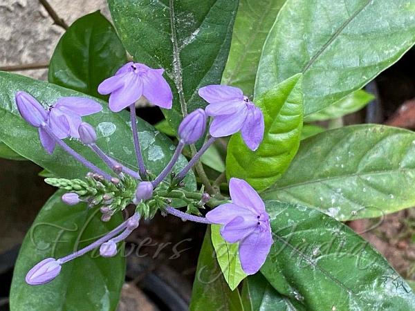 East-Asian Eranthemum