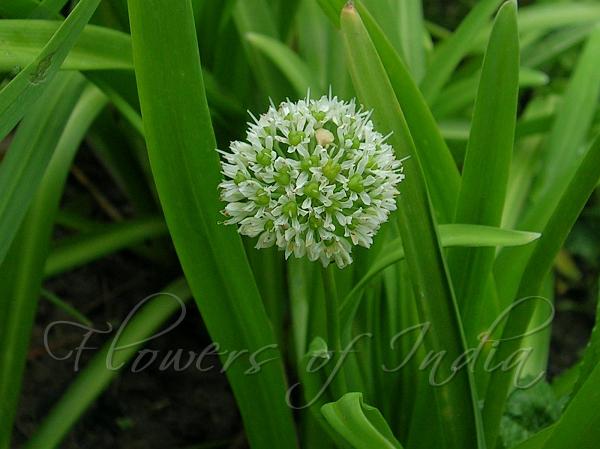 East-Himalayan Chives