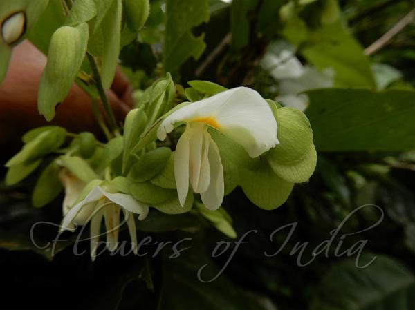 East-Himalayan Dalhousiea