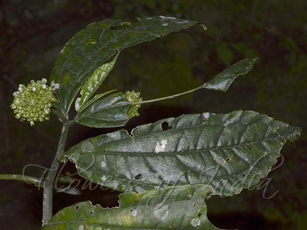 East-Himalayan Elatostema