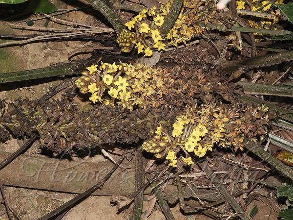 East-Himalayan Eye Grass