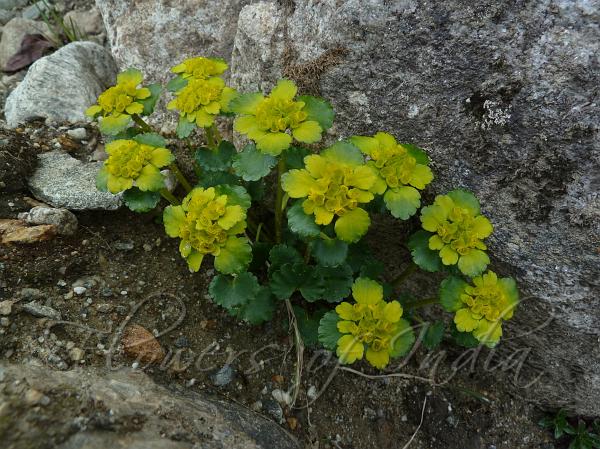 East-Himalayan Golden-Saxifrage