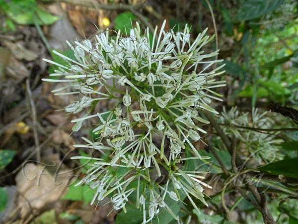 East-Himalayan Ixora