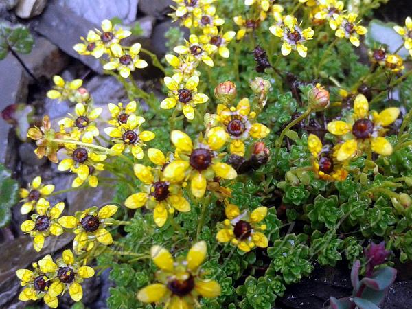 East-Himalayan Saxifrage