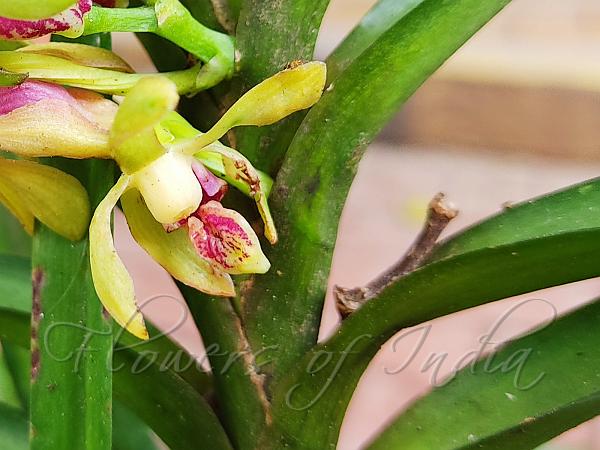 East-Himalayan Vanda