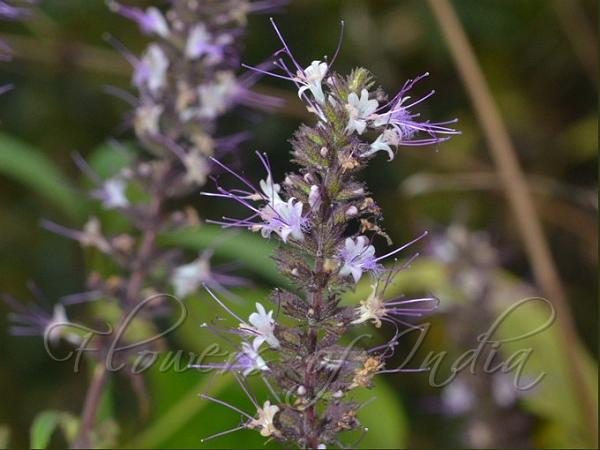 East-Indian Shrub-Mint