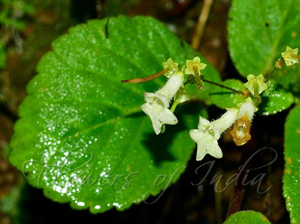 East-Indian Stone Flower