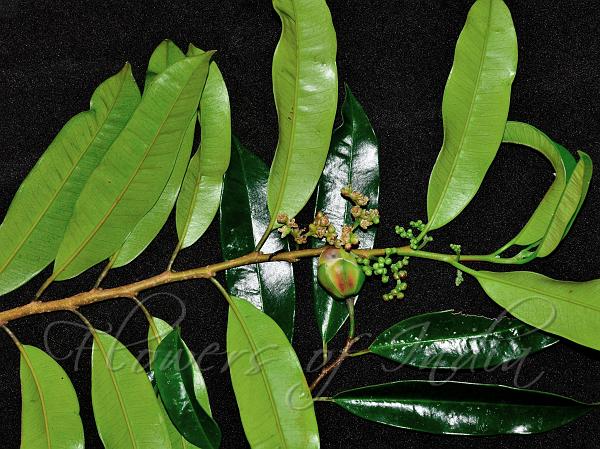 East-Indian Streblus