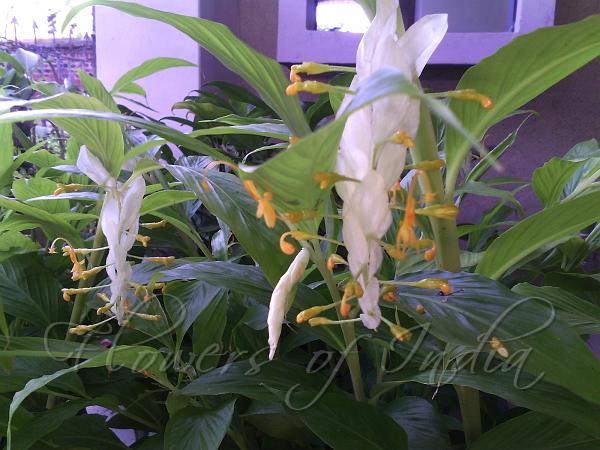 East-Indian Swan Flower