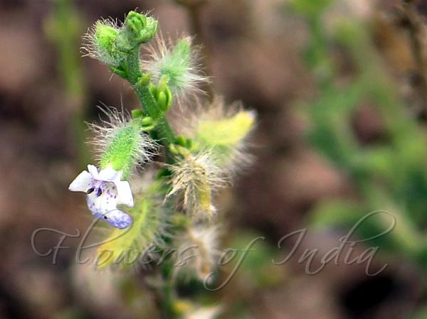 Salvia aegyptiaca - Egyptian Sage