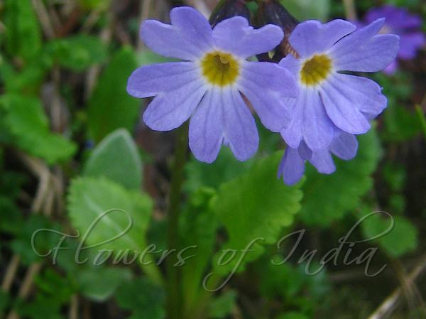 Elliptic-Leaf Primrose