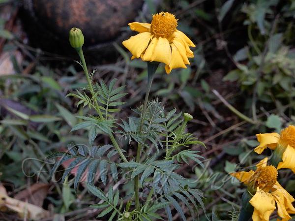 Elongate Marigold