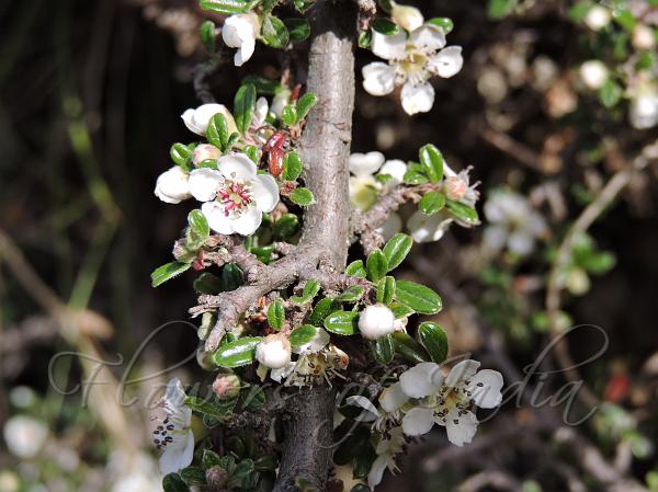 Entire-Leaf Cotoneaster