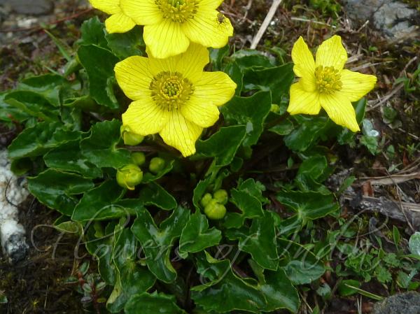 Entire-Leaf Marsh Marigold