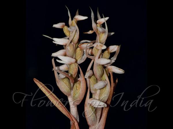 Entire-Lip Lawn Orchid