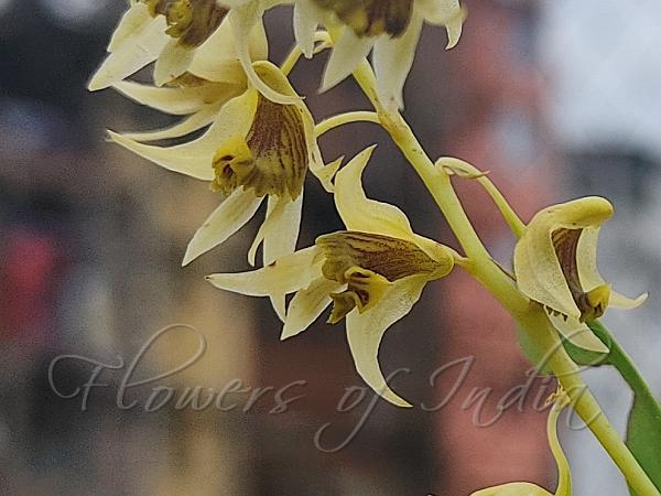 Eria-Flower Dendrobium