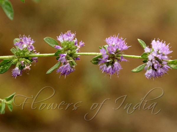 European Pennyroyal