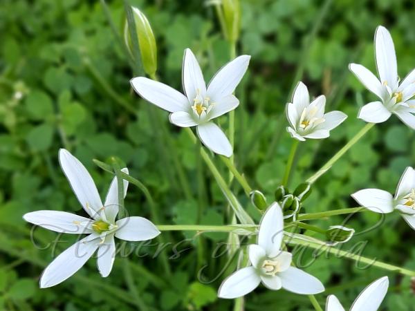 European Starflower
