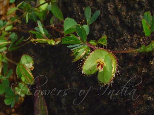 Eyelashes Shell Beans