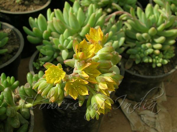 Fatleaf Stonecrop