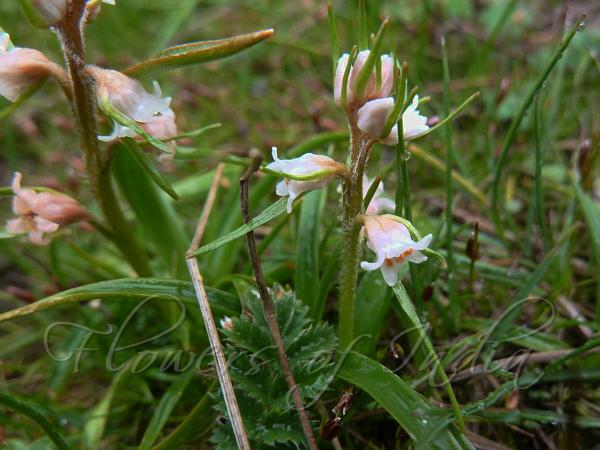 Few Flowered Colic-Root