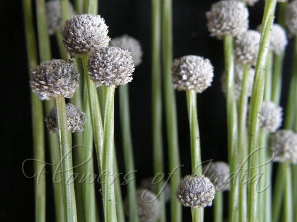 Five-Angled Pipewort