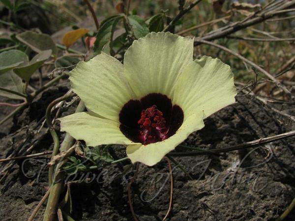 Five-Fingered Mallow