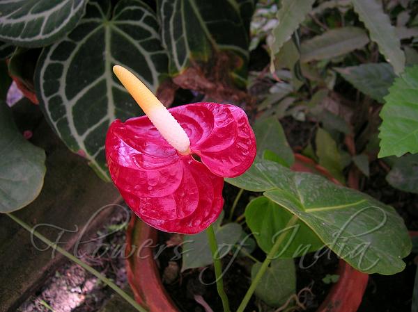 Flamingo Flower