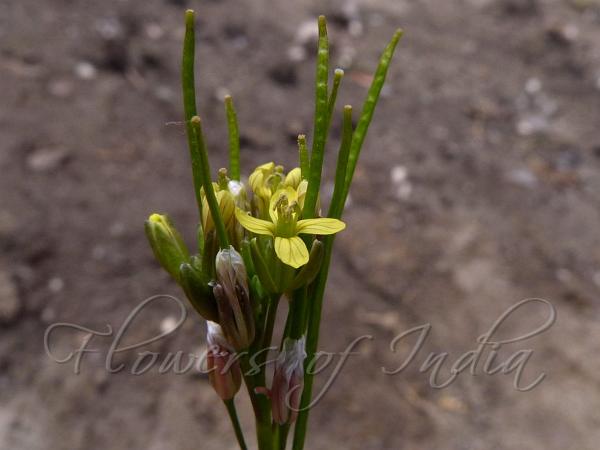 Flat-Pod Hare's Ear Mustard