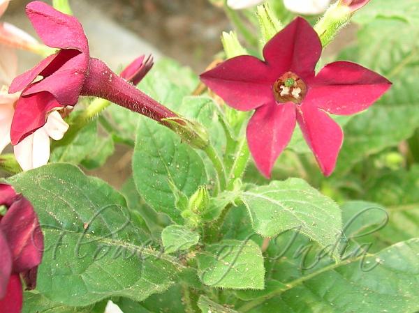 Flowering Tobacco